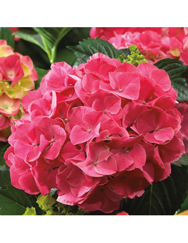 Hortensia Macrophylla „Red Sensation” 2L (40-50 cm)
