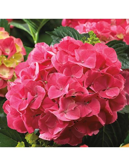 Hortensia Macrophylla „Red Sensation” 2L (40-50 cm)