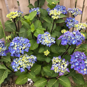Hortensia Macrophylla „Bloomstruck” 2L (40-50 cm)