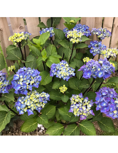 Hortensia Macrophylla „Bloomstruck” 2L (40-50 cm)