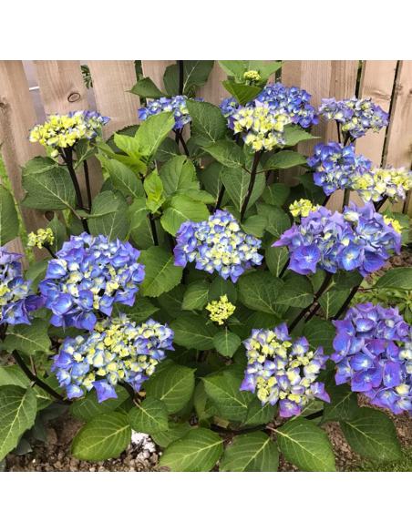 Hortensia Macrophylla „Bloomstruck” 2L (40-50 cm)