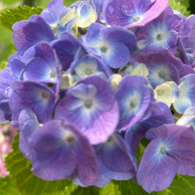 Hortensia Macrophylla „Bloomstruck” 2L (40-50 cm) 2