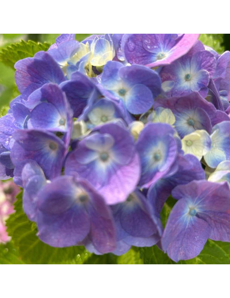 Hortensia Macrophylla „Bloomstruck” 2L (40-50 cm)