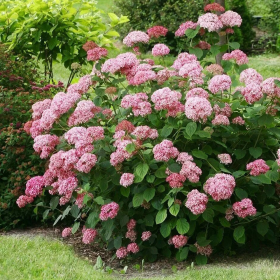 Hortensia Arborescens „Pink Annabelle” 2L (40-50 cm)