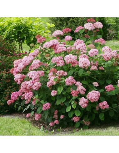 Hortensia Arborescens „Pink Annabelle” 2L (40-50 cm)