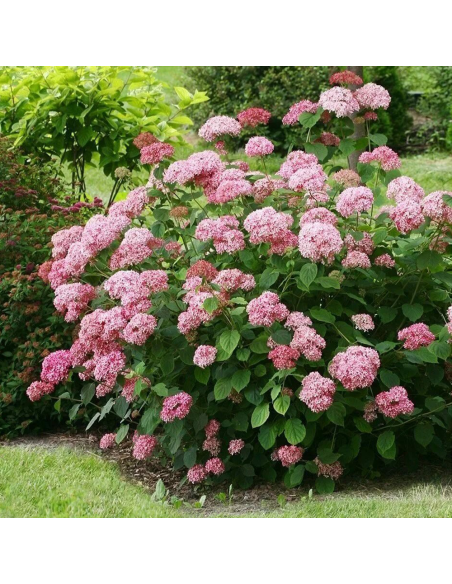 Hortensia Arborescens „Pink Annabelle” 2L (40-50 cm)