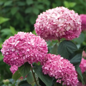 Hortensia Arborescens „Pink Annabelle” 2L (40-50 cm) 2