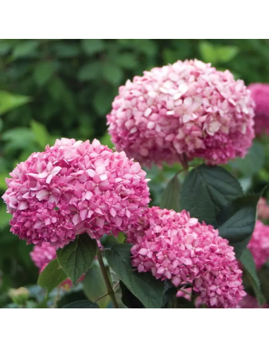 Hortensia Arborescens „Pink Annabelle” 2L (40-50 cm)