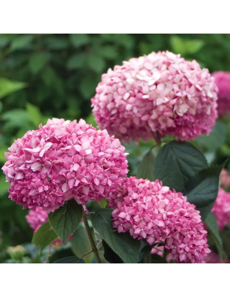 Hortensia Arborescens „Pink Annabelle” 2L (40-50 cm)
