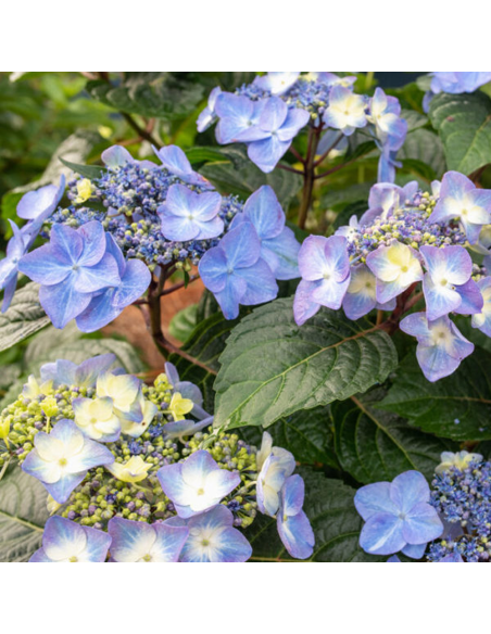 Hortensie "Pop Star" - Ghiveci 2L