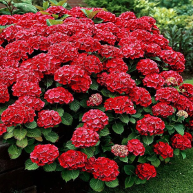 Hortensia "Red Star" - Ghiveci 2L