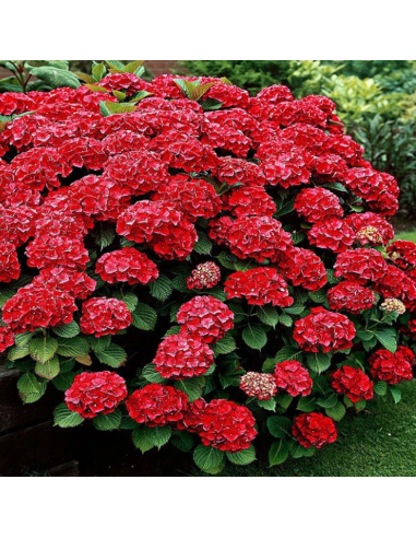 Hortensia "Red Star" - Ghiveci 2L