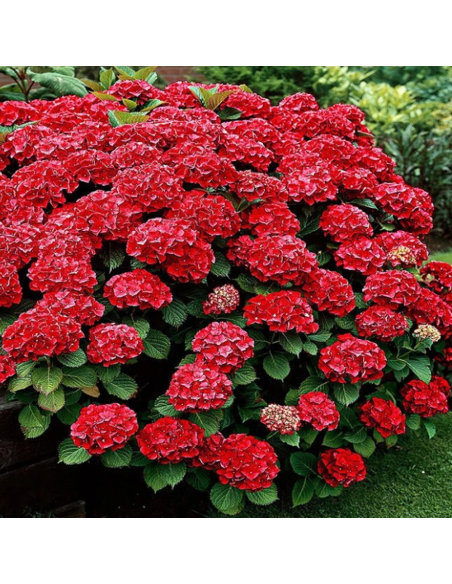 Hortensia "Red Star" - Ghiveci 2L