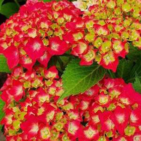 Hortensia "Red Star" - Ghiveci 2L 2