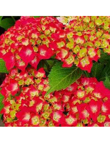 Hortensia "Red Star" - Ghiveci 2L