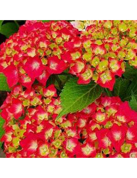 Hortensia "Red Star" - Ghiveci 2L
