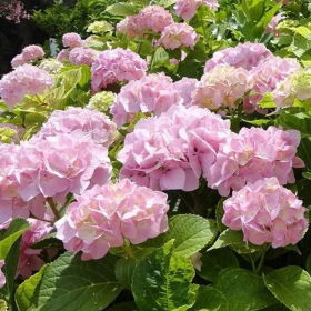 Hortensia "Love" - Ghiveci 2L