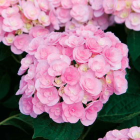 Hortensia "Love" - Ghiveci 2L 2
