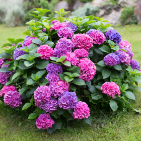 Hortensia "Pretty Shrub" - Ghiveci 2L