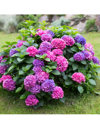 Hortensia "Pretty Shrub" - Ghiveci 2L