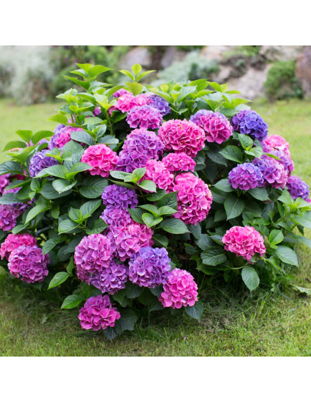 Hortensia "Pretty Shrub" - Ghiveci 2L