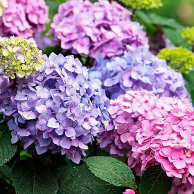 Hortensia "Pretty Shrub" - Ghiveci 2L 2