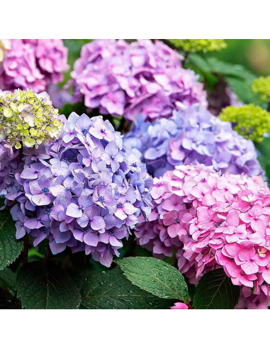 Hortensia "Pretty Shrub" - Ghiveci 2L