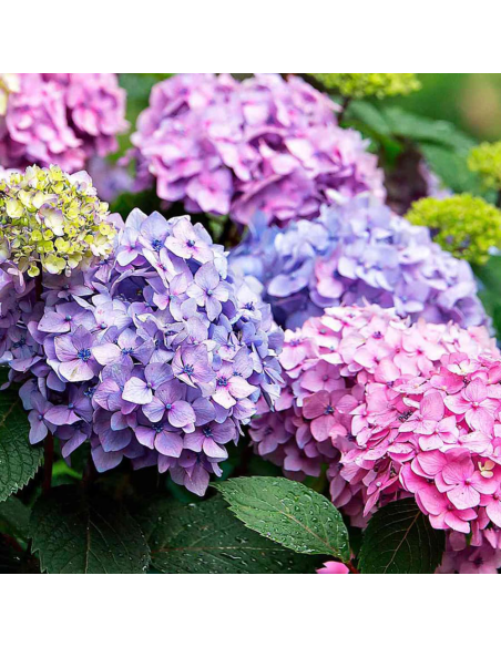 Hortensia "Pretty Shrub" - Ghiveci 2L