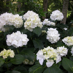 Hortensia Macrophylla „Immaculata” 2L (40-50 cm)