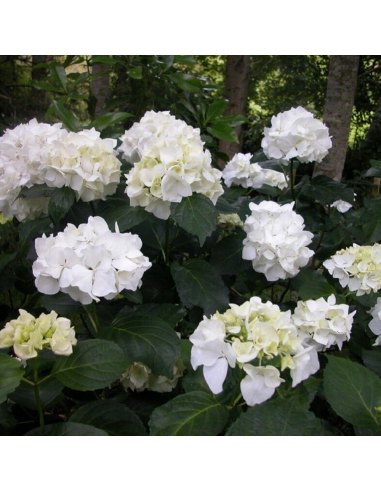 Hortensia Macrophylla „Immaculata” 2L (40-50 cm)