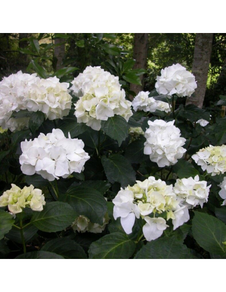 Hortensia Macrophylla „Immaculata” 2L (40-50 cm)