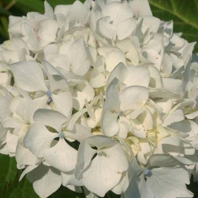 Hortensia Macrophylla „Immaculata” 2L (40-50 cm) 2