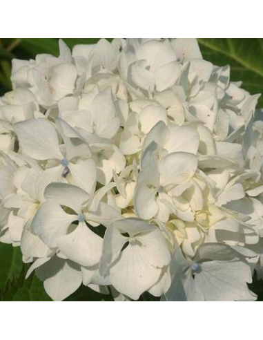 Hortensia Macrophylla „Immaculata” 2L (40-50 cm)