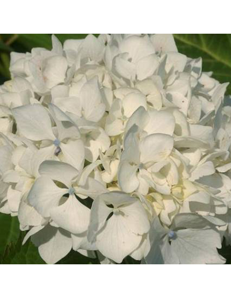 Hortensia Macrophylla „Immaculata” 2L (40-50 cm)