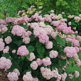 Hortensie "Bubblegum" - Ghiveci 2L