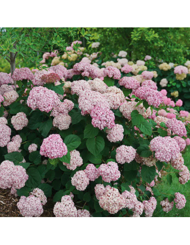 Hortensie "Bubblegum" - Ghiveci 2L