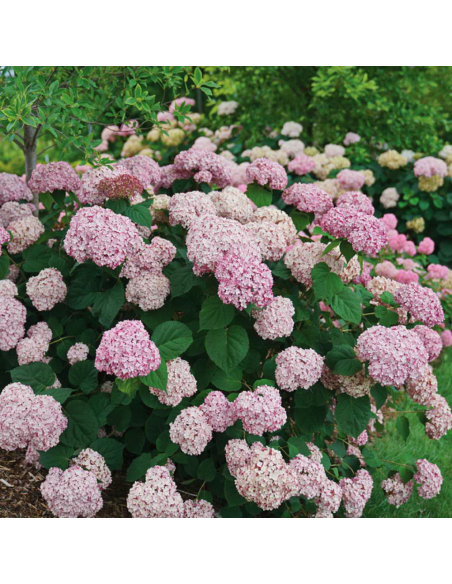 Hortensie "Bubblegum" - Ghiveci 2L