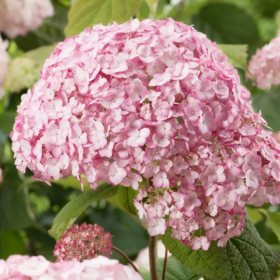 Hortensie "Bubblegum" - Ghiveci 2L 2