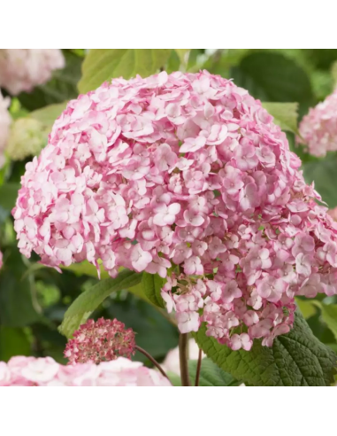 Hortensie "Bubblegum" - Ghiveci 2L