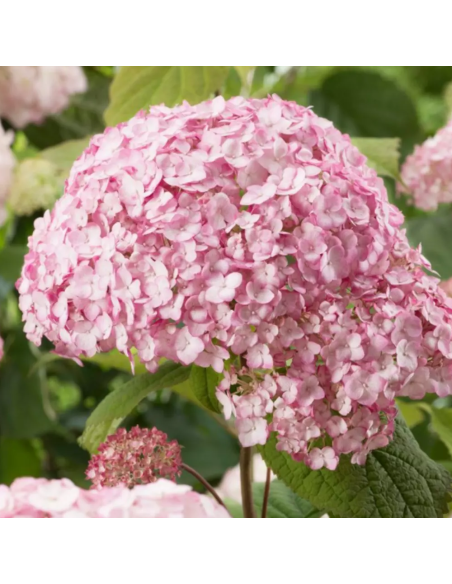 Hortensie "Bubblegum" - Ghiveci 2L