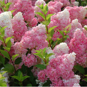 Hortensia Paniculata „Vanilla Fraise” 2L (40-50 cm)