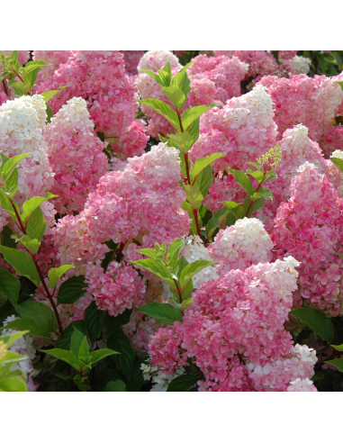 Hortensia Paniculata „Vanilla Fraise” 2L (40-50 cm)