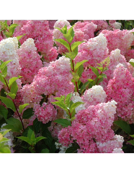 Hortensia Paniculata „Vanilla Fraise” 2L (40-50 cm)