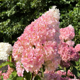 Hortensia Paniculata „Vanilla Fraise” 2L (40-50 cm) 2