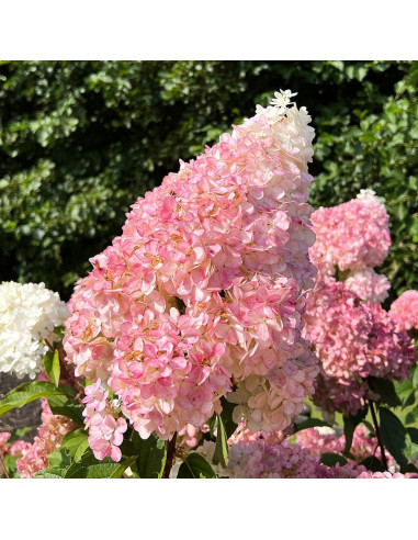 Hortensia Paniculata „Vanilla Fraise” 2L (40-50 cm)