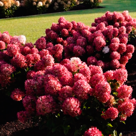 Hortensia Macrophylla „Little Rossi” 2L (40-50 cm)