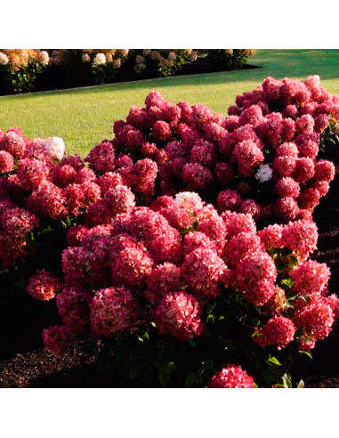 Hortensia Macrophylla „Little Rossi” 2L (40-50 cm)