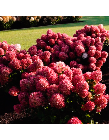 Hortensia Macrophylla „Little Rossi” 2L (40-50 cm)