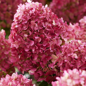 Hortensia Macrophylla „Little Rossi” 2L (40-50 cm) 2
