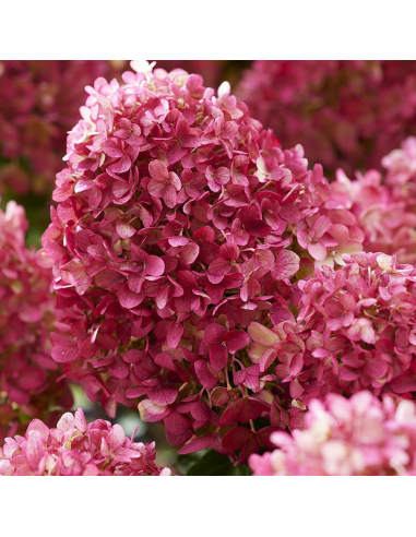 Hortensia Macrophylla „Little Rossi” 2L (40-50 cm)